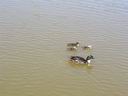 Bild Nr. 8
